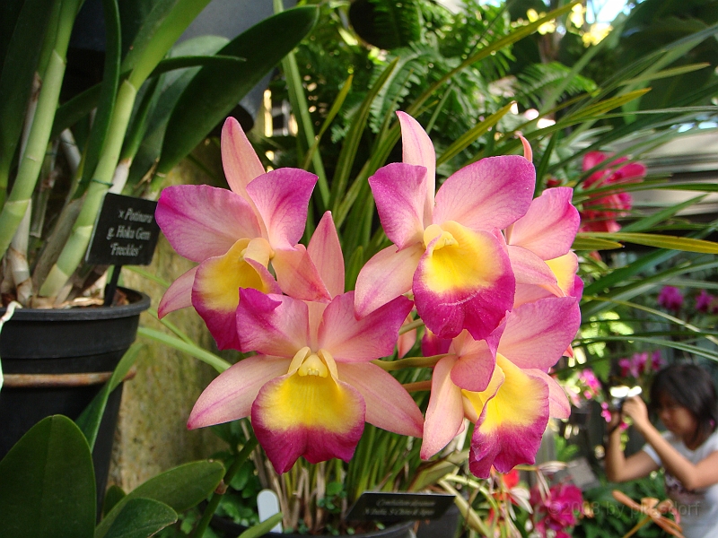 394 Longwood Gardens [2008 August 23].JPG - Longwood Gardens in Pennsylvania